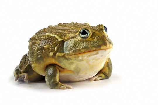The African Giant Bullfrog (Pyxicephalus adspersus) closeup, Juvenile  African Giant Bullfrog on isolated background