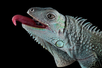 Green Iguana closeup head on black background, Head of green iguana side view on black background 
