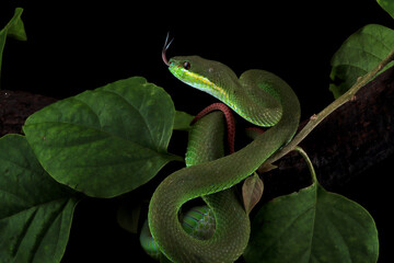 Trimeresurus Insularis closeup on branch, Indonesian viper snake closeup