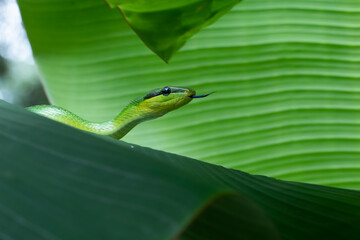 Gonyosoma snake on green leaves, Head of Gonyosoma snake, Green gonyosoma snake looking around 