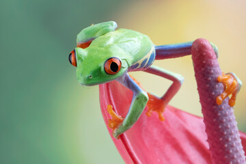 Red-eyed tree frog closeup on branch, red-eyed tree frog (Agalychnis callidryas) closeup