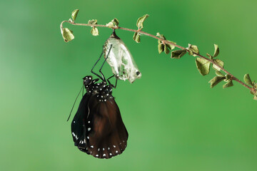 The metamorphosis of butterfly on stalk, Beautiful butterfly  "mechanitis polymnia" on stalk