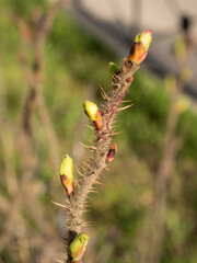 rosehip branch with green buds