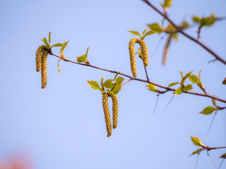 birch branches with green buds