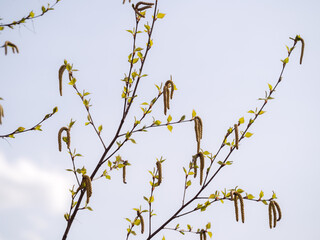 birch branches with green buds in spring