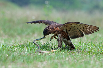 Crested Goshawk bird in the grass after hunting prey in natural background