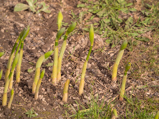 green sprouts of flowers