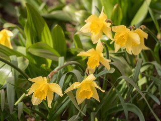yellow daffodils in the garden