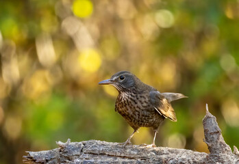 Blackbird sitting on the ground