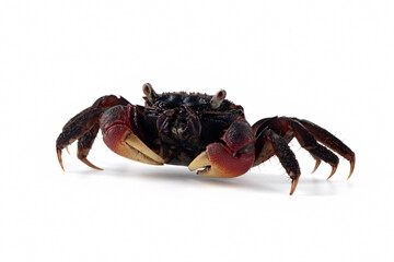 Closeup neosarmatium asiaticum crab on isolated background, Neosarmatium asiaticum crab