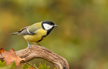 Great tit drink water and sitting on branch