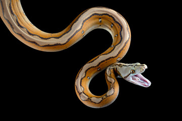 Orange Glow Motley Reticulated Python (Malayopython reticulatus), Reticulatus python snake on black...