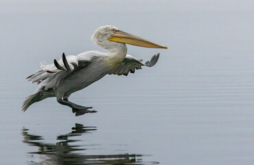 Dalmatian Pelican of Kerkini Lake