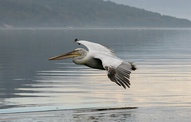 Dalmatian Pelican of Kerkini Lake