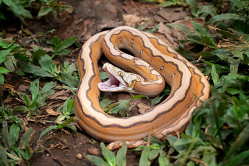 Orange Glow Motley Reticulated Python (Malayopython reticulatus), Reticulatus python snake,...