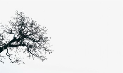 Old leafless tree against a stark white sky