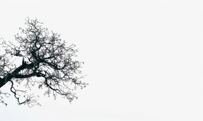Fototapeta premium Old leafless tree against a stark white sky