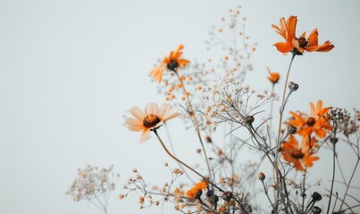Orange and white wildflowers set against a minimalist white background