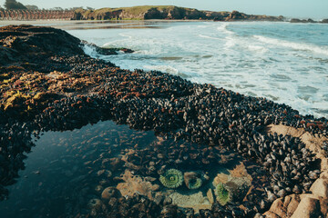 Serene Coastal Tide Pool Surrounded by Rich Mussel Beds and Lush Green Sea Anemones. 