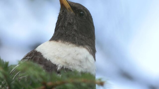 Collared blackbird, Turdus torquatus, merlo dal collare 