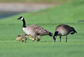 Canada Geese Parents with their goslings 