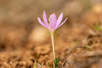 Crocus is a genus of seasonal flowering plants