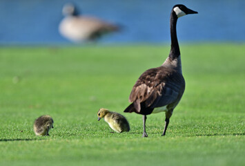 Canada Geese Parents with their goslings 