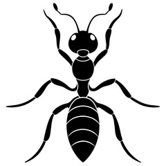 Ant vector illustration