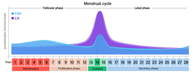 Menstrual cycle. Level graph gonadotrophic hormone in the blood. FSH and LH. Menstruation, Proliferative phase, Ovulation and Secretory phase.