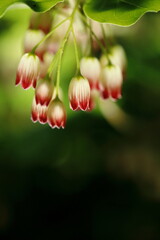 満開のサラサドウダン