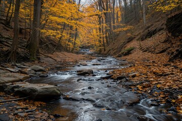 stream in autumn forest
