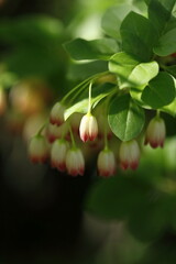 満開のサラサドウダン