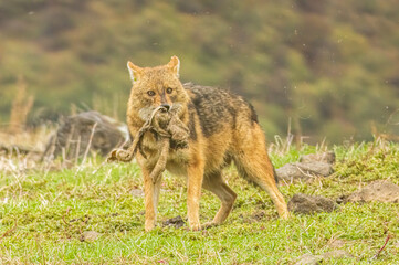 Golden Jackal in a natural habitat