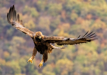 Action photography of Golden Eagle