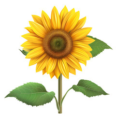 Fototapeta premium Sunflowers, for a floral theme or for decoration