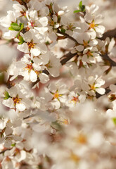 Spring blooming tree branch. Cherry tree flowers are shown close-up. Floral background with highlights.