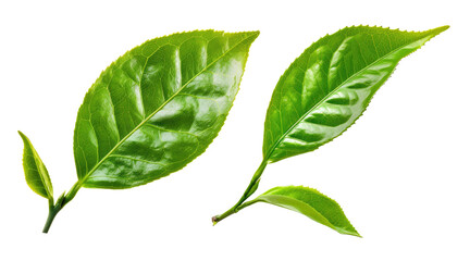 Fototapeta premium natural organic green leaves cutout on transparent background