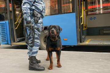  A policeman with a service dog against the background of a passenger bus.