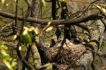 A female wood thrush incubates eggs in a nest.