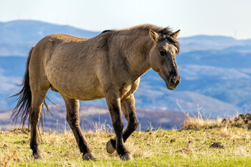 Obraz premium Semi wild horses (Tarpans) reintroduced in Bulgaria