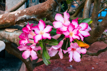 Beautiful pink flowers of Adenium obesum, it commonly known as a desert rose, Sabi star, kudu, mock...