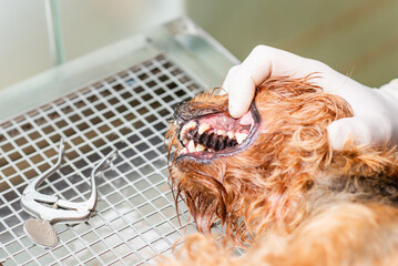 The concept of oral hygiene in a dog, the dog's teeth are cleaned in a veterinary clinic.