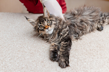 A sick young purebred kitten is examined by a veterinarian in a veterinary clinic. Siberian Maine...