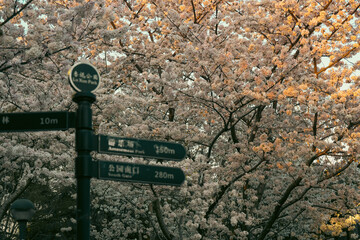 spring blossoms in city