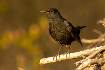 Blackbird sitting on the ground