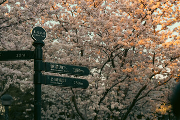 spring blossoms in city