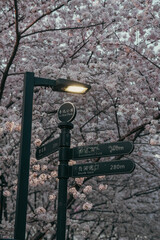 spring blossoms in city
