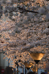 spring blossoms in city