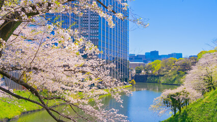 皇居外苑濠「牛ヶ淵」の桜　東京九段下 ~Imperial Palace Outer Gardens Moat, one of the most famous cherry blossom viewing spots in Tokyo, Japan~