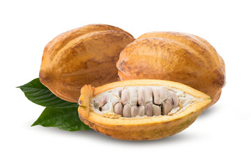 ripe cocoa fruits isolated on a transparent background